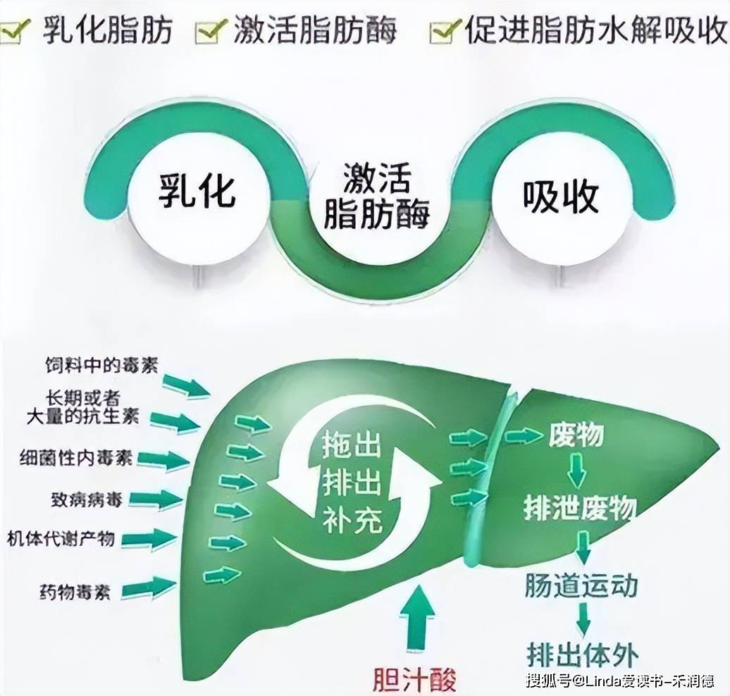 胆汁酸在水产养殖中的作用