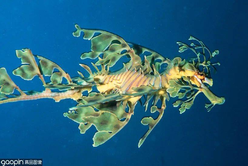 叶海龙05花笠水母是水螅虫纲为数不多的"大型"水母,也是少数具有强烈