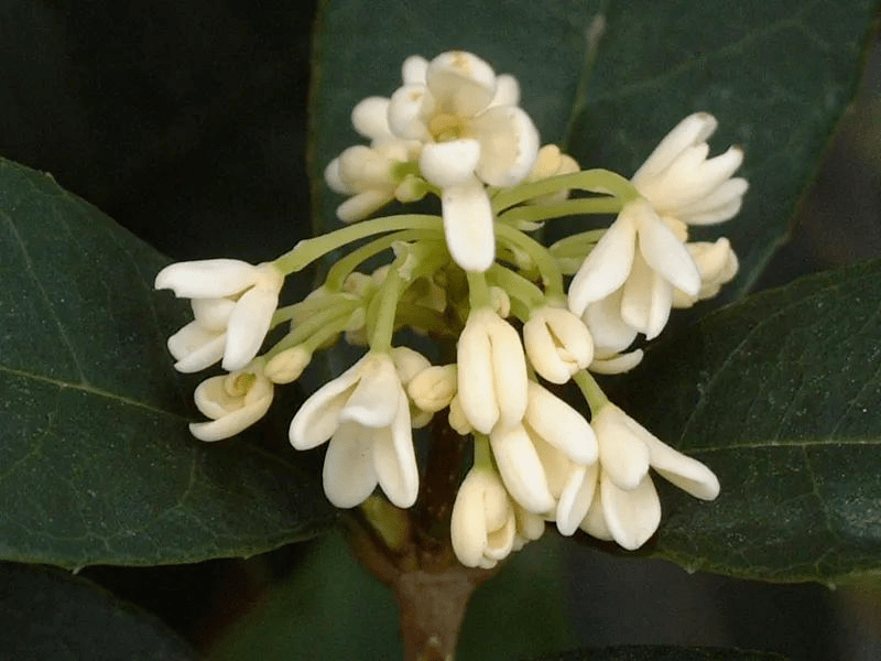 祝考生蟾宫折桂的 桂 和吴刚伐桂的 桂 是一回事吗 今天一次说清 肉桂 植物 月桂树