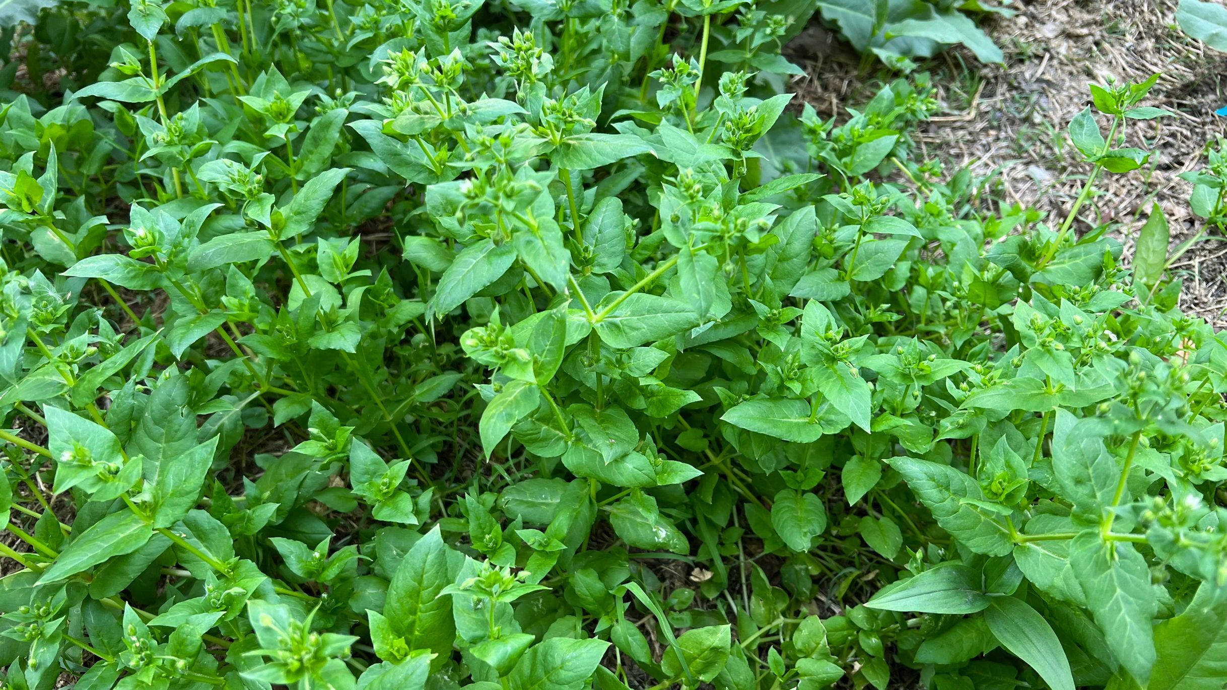 6月,遇到这菜别手软,消暑又养颜,女性要多吃,不懂吃真可惜了