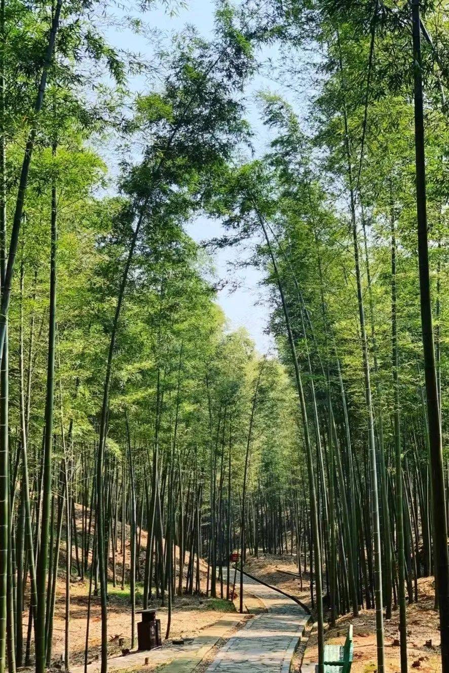 湖南旅游推荐:衡阳蔡伦竹海