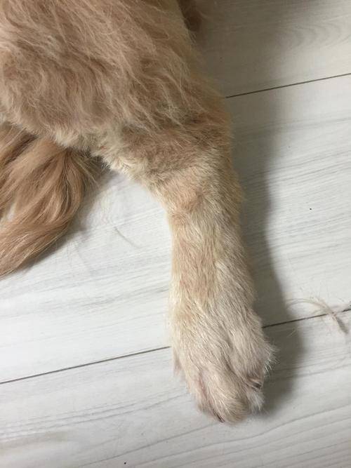 原创狗狗骨质增生不当回事你是想让狗狗直接瘫痪吗