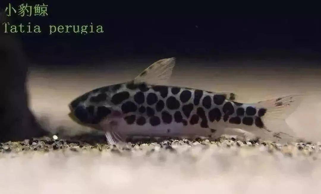原创每天认识一种南美鱼1小豹鲸
