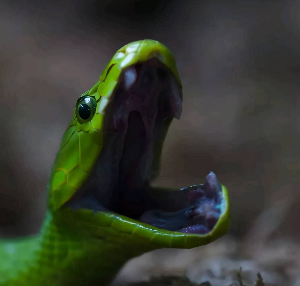 原创曼巴家族竟有绿色成员撞脸黑嘴的绿林蛇如何区分