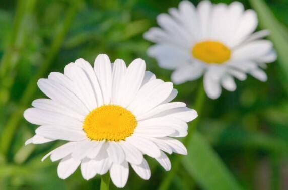 6月11日 6月28日 好事齐聚 财运遥遥领先 桃花运紧随其后的三大星座 横财 事情 爱情