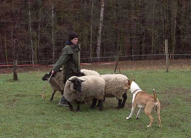百科短毛牧羊犬低调的女王挚爱
