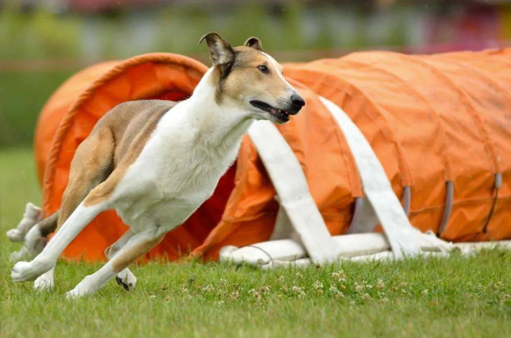 百科短毛牧羊犬低调的女王挚爱