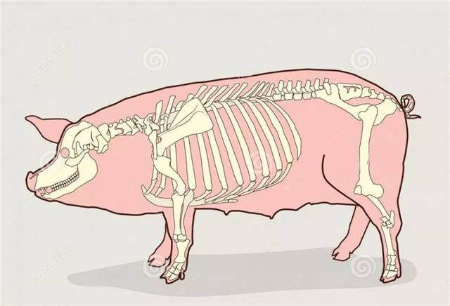 母猪表观遗传学丨微量元素在后代发育中还有这样的作用!