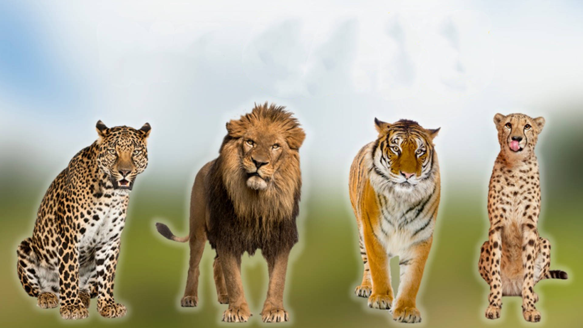 原创10大猫科动物战力排行榜第1毫无悬念老虎只能屈居第2