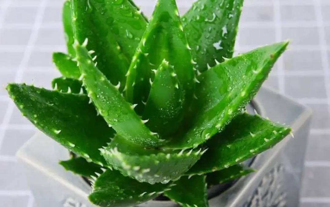 原创适合放在卫生间的5种植物清新自然还除臭赶紧养一盆