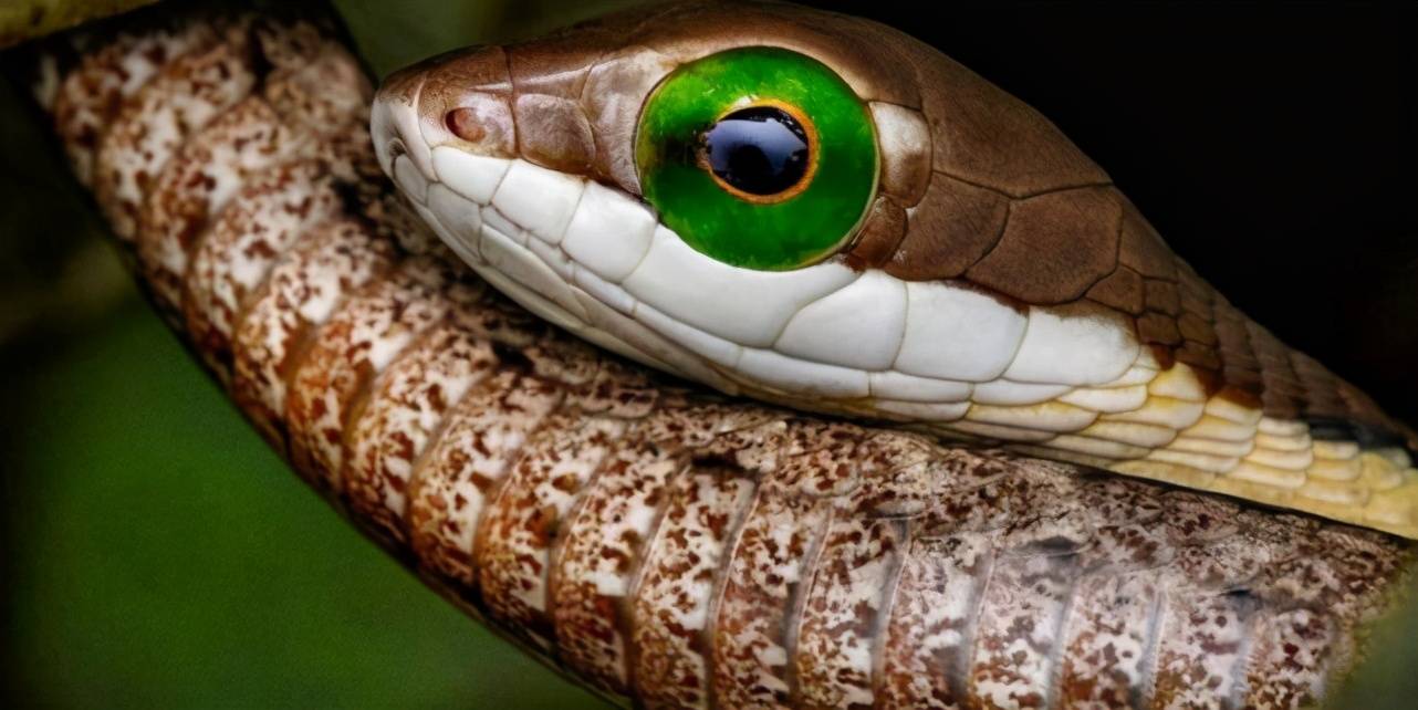 原创打草惊蛇但蛇真的有耳朵吗它们一般如何感知危险