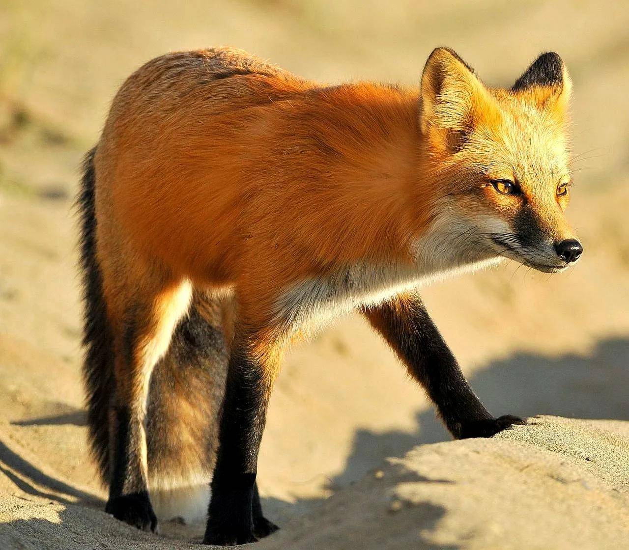狐狸品种 亚种图片