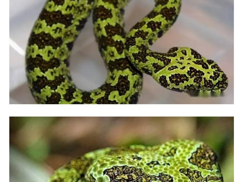 罕见:小青龙毒蛇,世界上最贵的蛇,我国这个地方独有_烙铁头_因为_保护