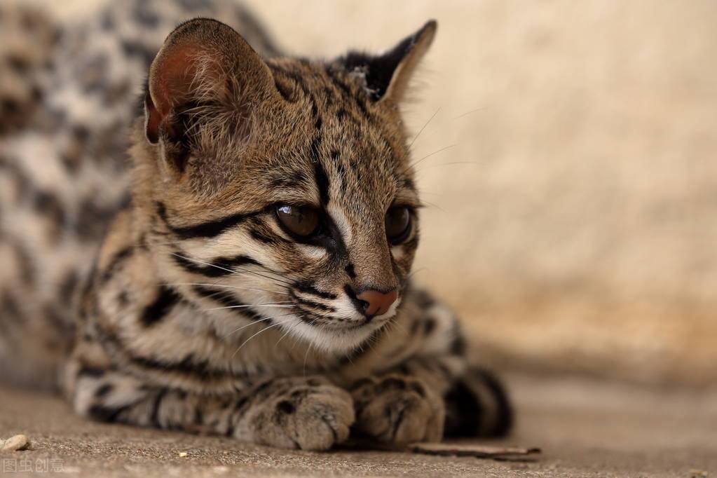 贵州凯里山中发现3只小猫,原来来头这么大,民警赶紧送救助中心_豹猫