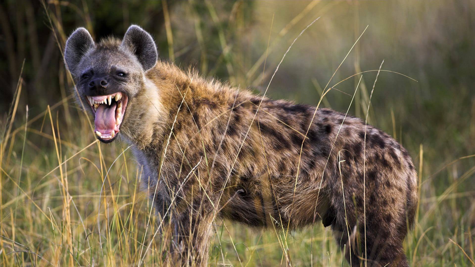 斑鬣狗狩猎到底有多聪明能单独狩猎吗整个狩猎过程都是计谋