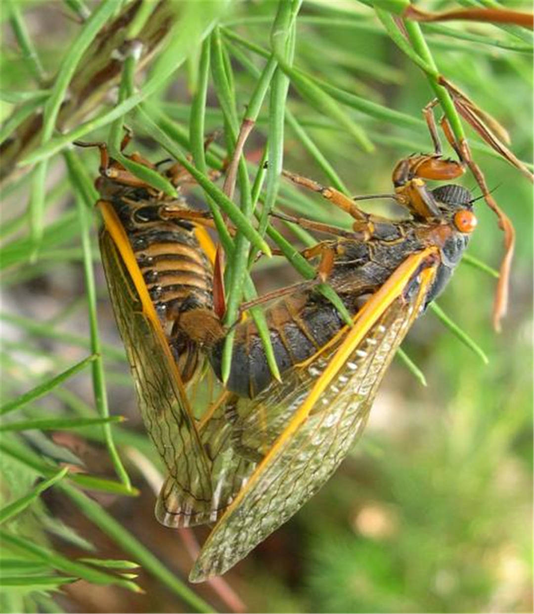 原创地底沉睡17年的周期蝉将席卷美国15个州到底是何方神圣