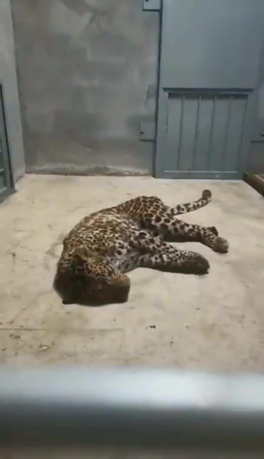 原创动物园出逃的豹子为什么比野生豹更危险