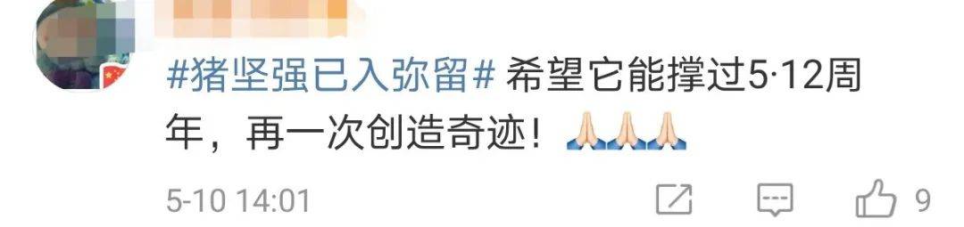 原创14岁的猪坚强已入弥留网友希望它能挺过512