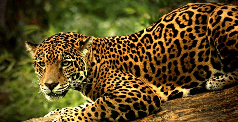 puma_jaguar_leopard