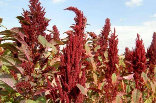 农村这种野草,长得很像鸡冠草,其实营养丰富是重要的饲料作物_千穗谷