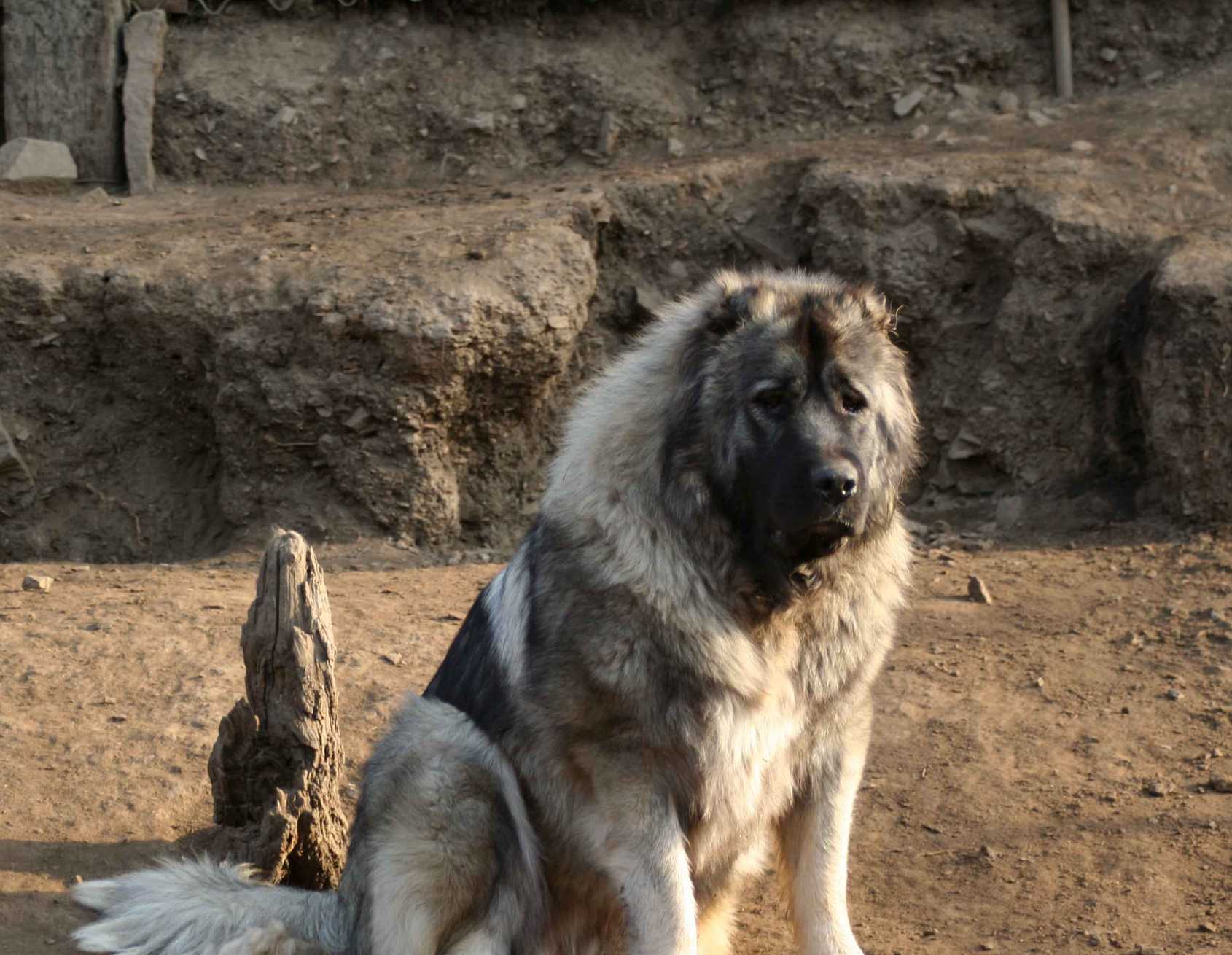 【热门推荐】有名气的高加索犬养殖基地有哪些还有成年巨型高加索犬有多大 - 哔哩哔哩