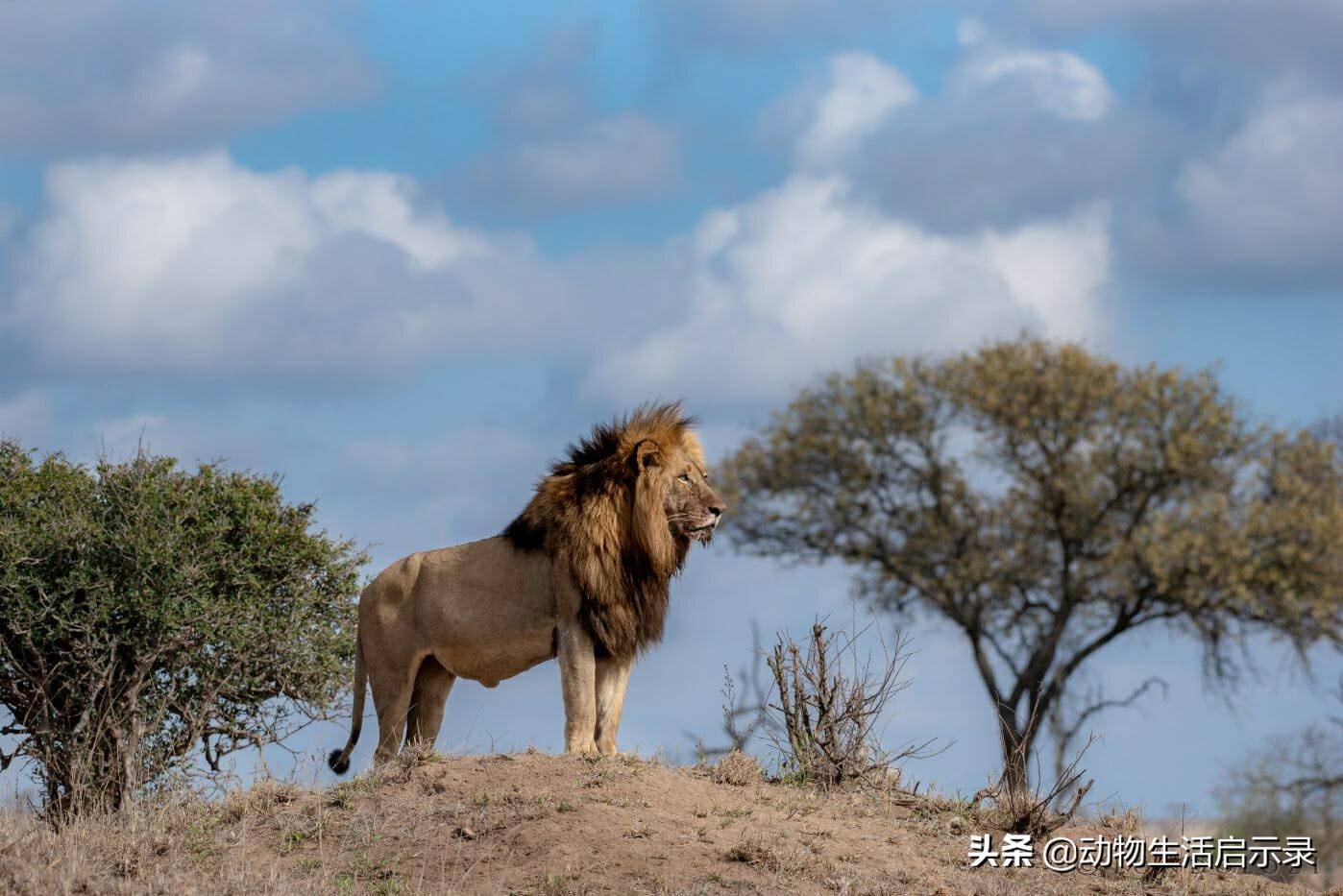 恩古渥雄狮的死亡战败于两头吉尔维雄狮生的光荣死的窝囊