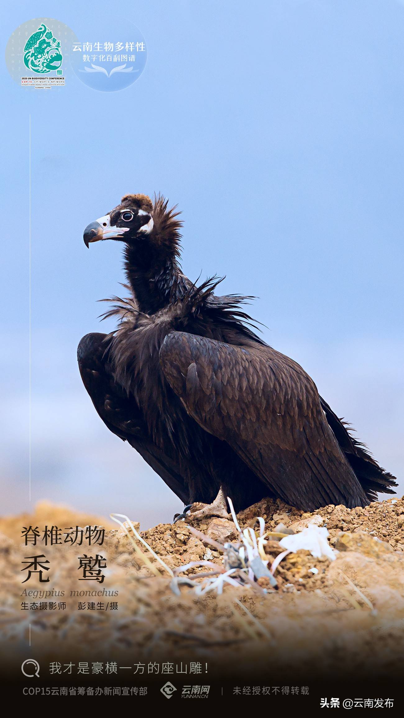 原創雲南生物多樣性數字化百科圖譜脊椎動物禿鷲我才是豪橫一方的座山