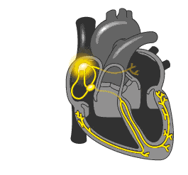 12组动图，带你认识真实的心脏