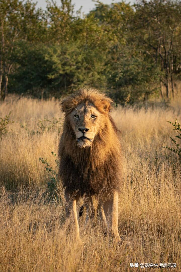恩古渥雄狮的死亡战败于两头吉尔维雄狮生的光荣死的窝囊