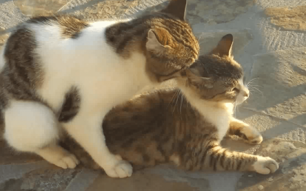 原创母猫的奇怪行为为什么交配时叫声凄惨之后还攻击雄性