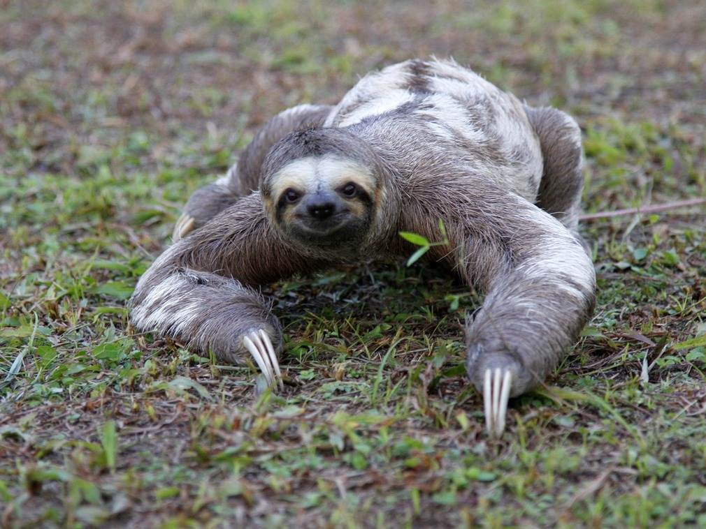 5米的树獭,下树就成活靶,为何还非要下树拉粑粑?_树懒_生活_食物