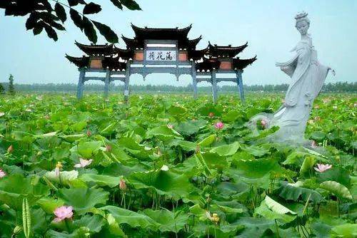金湖荷花荡是国家农业生态风景区位于金湖县的横桥这个历史悠久的古镇