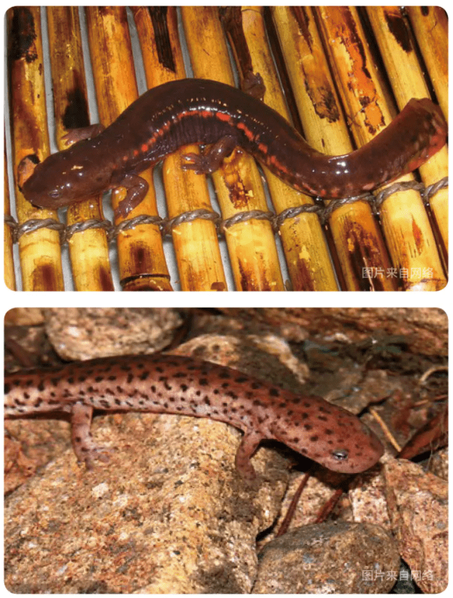 原创物种小谈┃黑斑肥螈