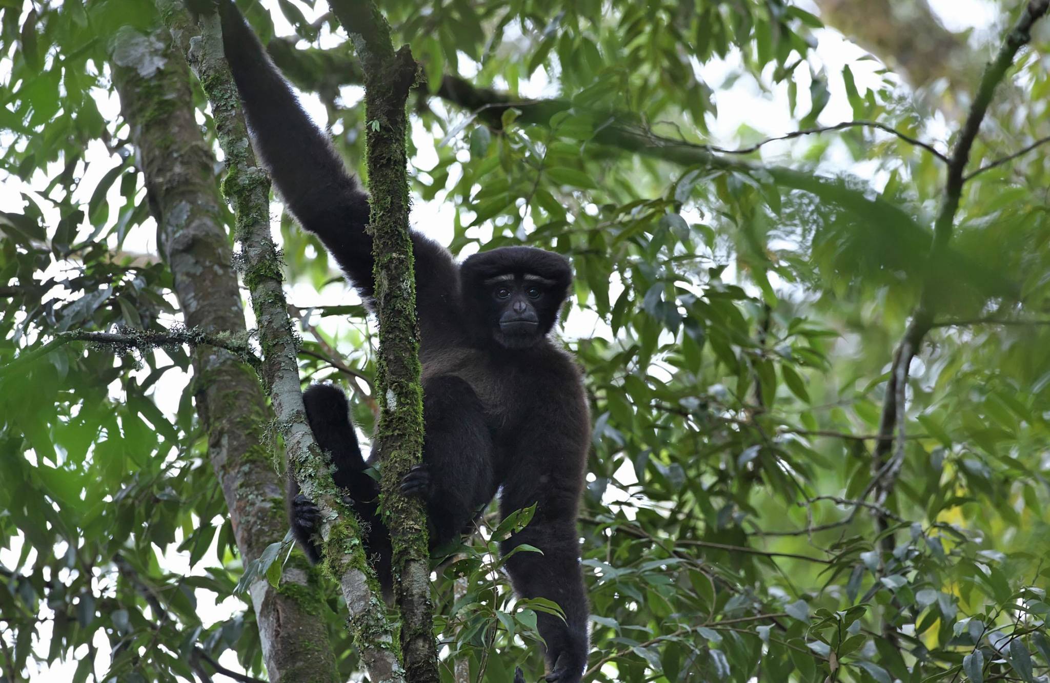 原创物种百科长臂猿