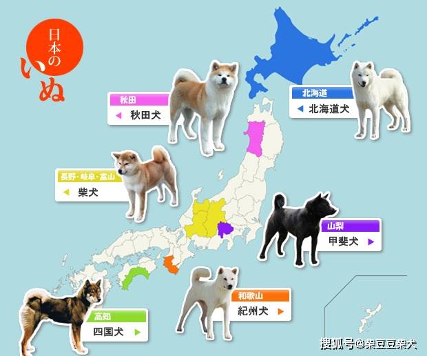 日本犬有哪些 日本犬的6个品种 柴犬 主人 性格