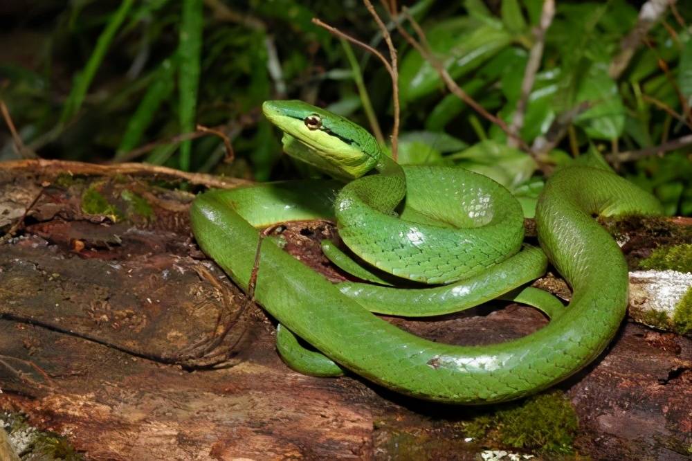 灰腹绿锦蛇,美丽的无毒蛇,酷爱捕食老鼠_腹面_翠绿色_微棱