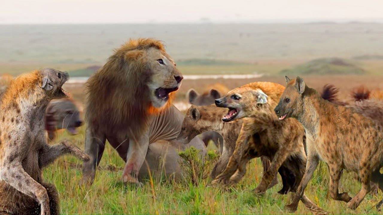鬣狗家族vs狮群,谁的战斗力更强?一方面直接决定结果_狮子_动物_猎物