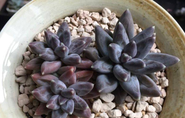 乌拉克拉兼具暗黑系和暗纹系特点的多肉有它养啥千代田之松