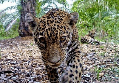 原创广东的华南豹是怎么消失的