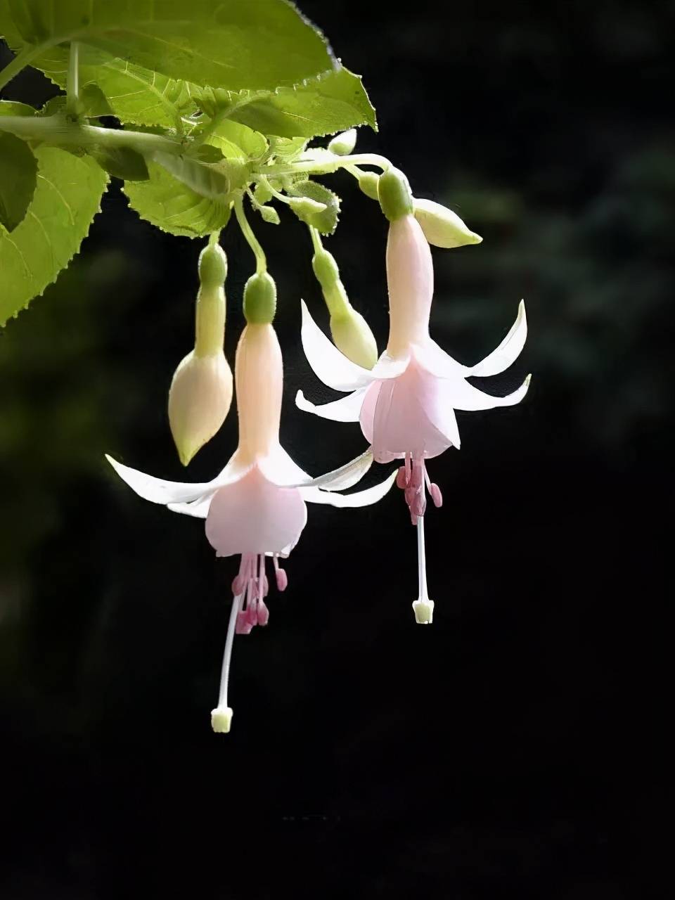 原创花花世界中的倒挂金钟大开眼界了