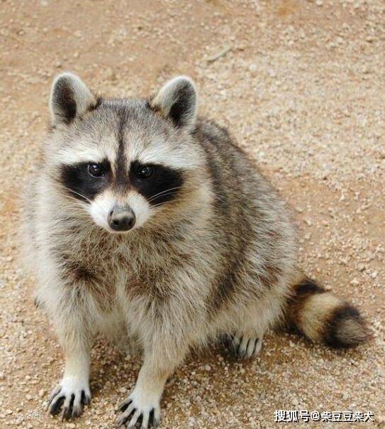 柴犬的两种脸型:貉脸和狐脸对比_狐狸_狸猫_浣熊