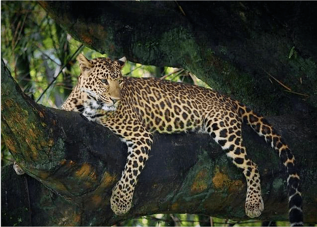 原创广东的华南豹是怎么消失的