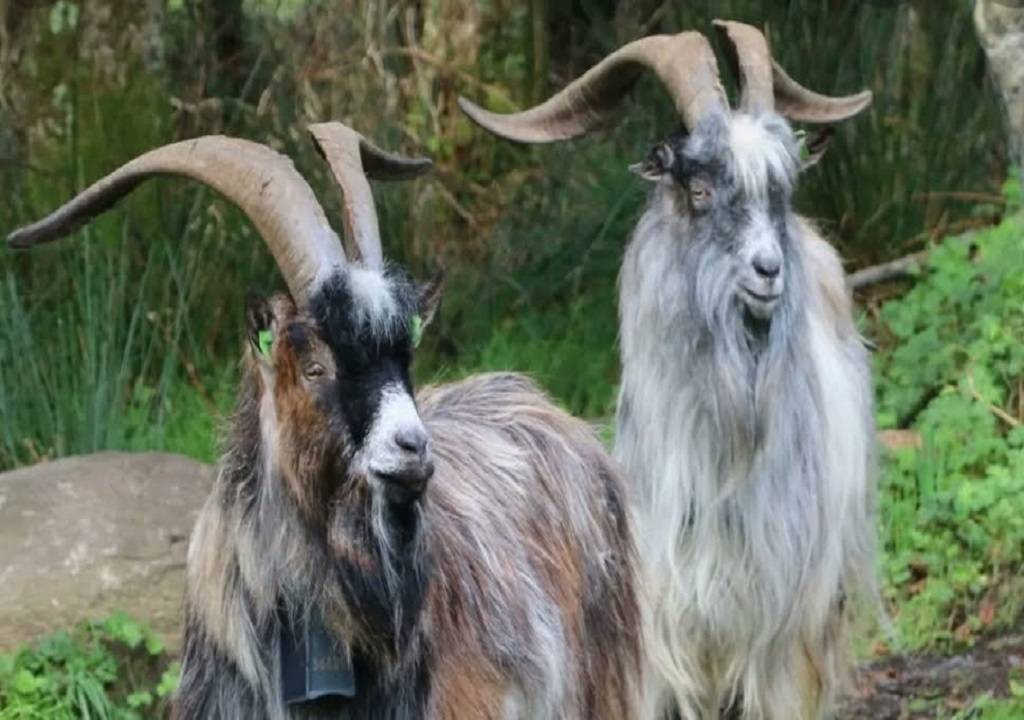 澳大利亚山羊泛滥,花费7万美元仅仅消灭459只,在我国却不够吃_澳洲