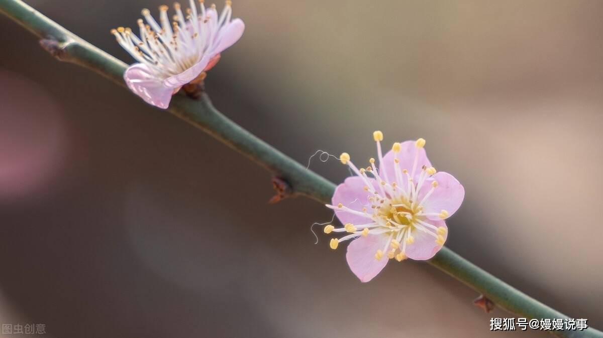 罗辑思维联合创始人脱不花,遇见未来自己的cto(首席技术官)快刀青衣时