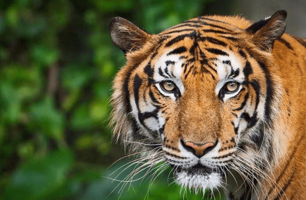 原创老虎和熊都是猛兽为啥狼害怕老虎却不害怕熊看完不服都不行
