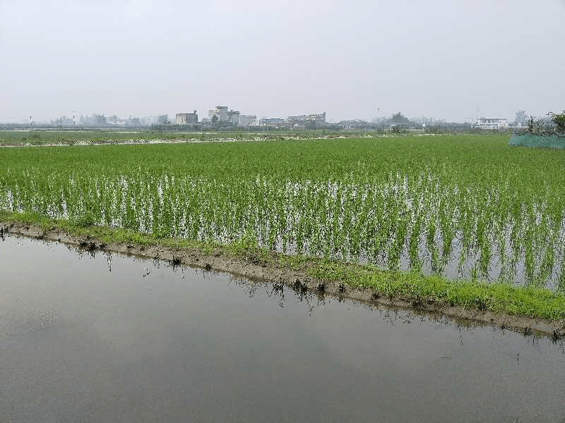 稻田养殖小龙虾每亩纯赚6000元