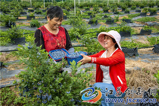 南京:晶橋百畝藍莓正值採摘期_種植_溧水_徐白林