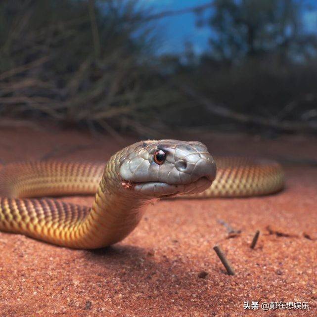 原创世界上最毒的蛇大集合胆小勿入