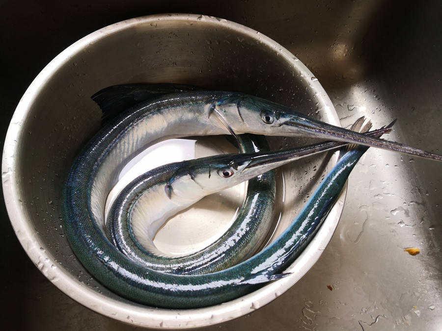 针鱼也叫"针亮鱼",还有的地方管它叫梁鱼,青条,双针鱼.