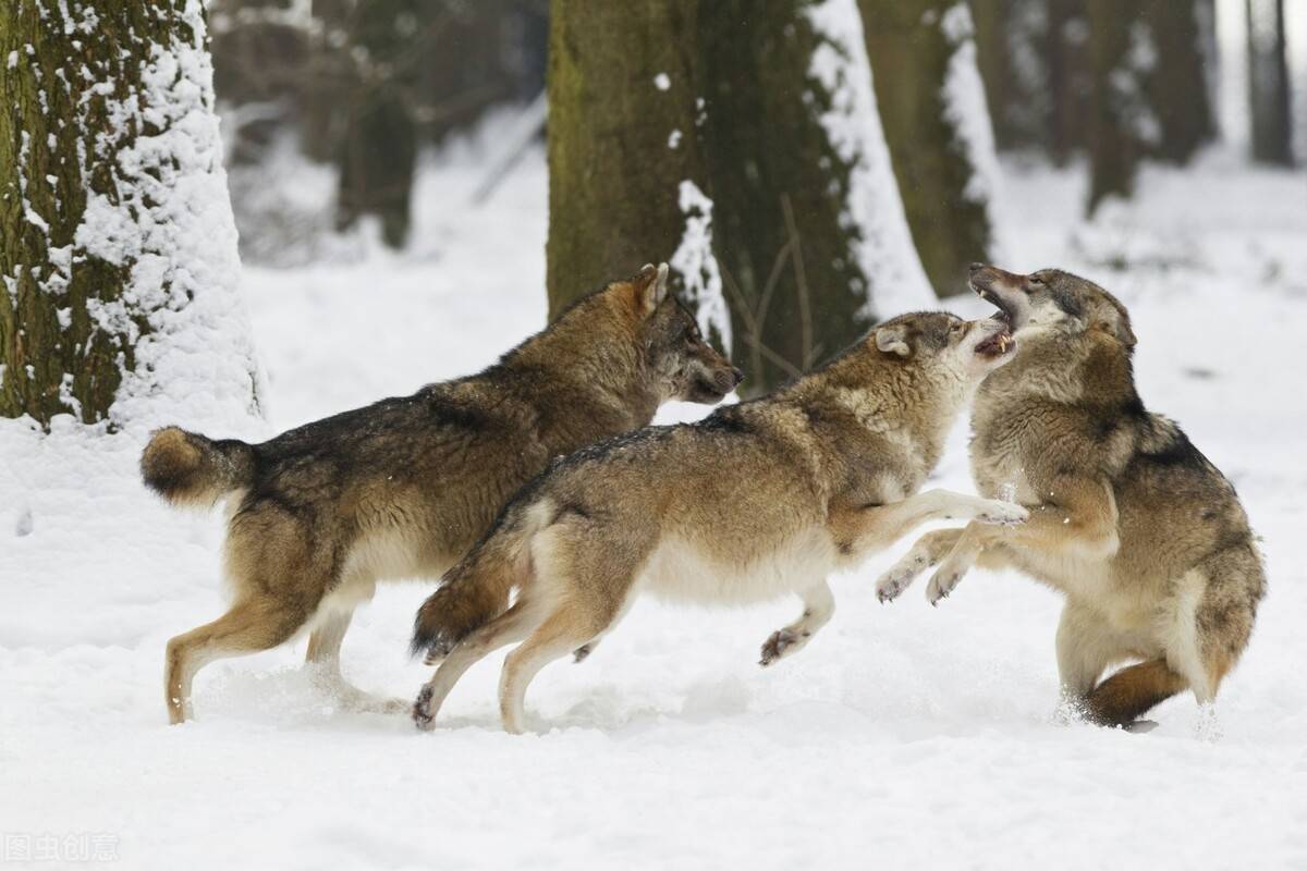 原创矬狼虽小却能变劣势为优势靠智慧战斗成威风八面的英雄狼